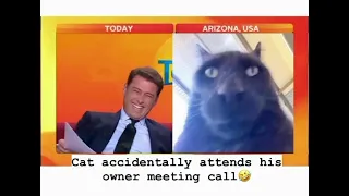 Cat accidentally appears on Zoom meeting 🤣