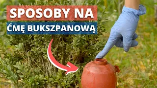 Sposoby na ĆMĘ BUKSZPANOWĄ. Jak pozbyć się ćmy bukszpanowej, jak zapobiegać?