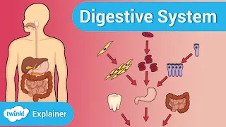 Digestive System Science Experiment || Science Activities