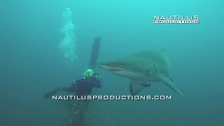 Sand Tigers - On Assignment with Cindy Burnham