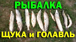 Ловля щуки и голавля. Рыбалка на спиннинг. Удачная рыбалка.