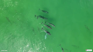 Drones detect sharks at Evans Head, NSW