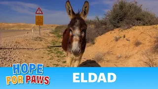 Donkey Rescue in Israel - If you liked the video, please share it. #story