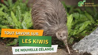 Découvrez les Kiwis de Nouvelle-Zélande - Menaces, reproduction et explications sur le genre Apteryx