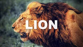 LION  🙌 ELEVATION WORSHIP | Instrumental with LYRICS