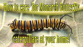 How to care for Monarch Butterfly Caterpillars at home.