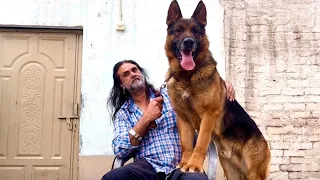 World Biggest Stock Coat German Shepherd in Lahore Punjab 😍