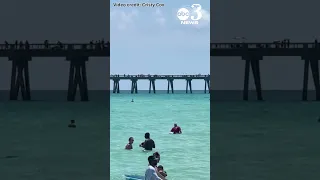 Shark swimming in shallow waters at Navarre Beach, Florida sends people scurrying