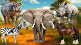Funniest Animal Sounds In Nature: Elephant, Parrot, Horse, Tiger, Peacock, Rhino, Rabbit, Eland.