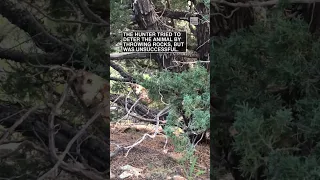 Cougar stalks an elk hunter in southern Colorado