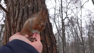 Накормил пять белок / I fed five squirrels