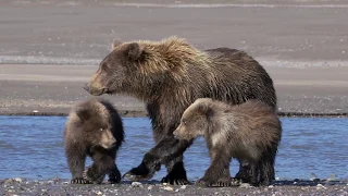 Late Afternoon Salmon Run at Silver Salmon Creek, Alaska