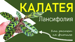 КАЛАТЕЯ Лансифолия. Пересадка, на что обратить внимание. Правила перевода на фитиль и уход