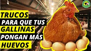 🔴TRUCOS Para Que Tus GALLINAS PONGAN Más HUEVOS🥚(Huevos Diariamente)