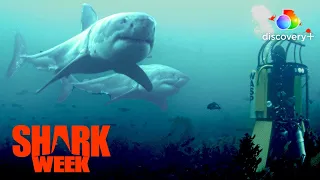 Dickie Chivell’s All-Time Favorite Shark! | Air Jaws | discovery+