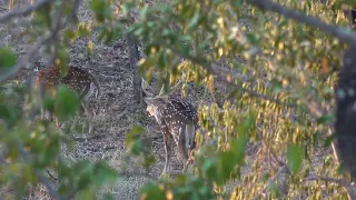 Chital Deer Stag And Hinds Hidden Amongst Vegetation - Spotted Safaris