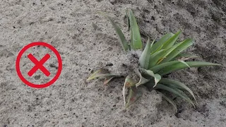 How to plant pineapples correctly