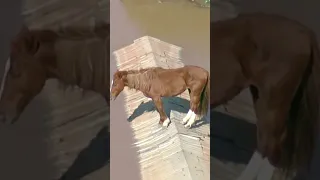 Mayın 8-də Braziliyada su basmış ərazidə bir evin damında ilişib qalan bir at görüntülənib.