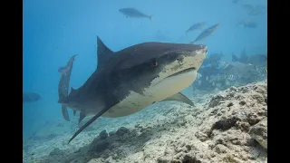 Underwater Love – Diving the Maldives & meeting the Tiger Sharks of Fuvamulah