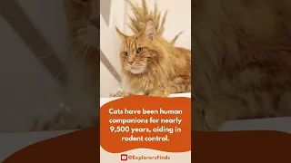 The Historical Bond Between Cats and Humans