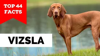 99% of Vizsla Owners Don't Know This