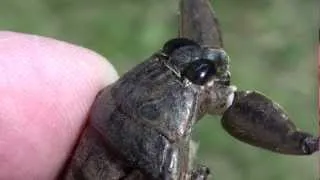 Giant Water Bug (Belostomatidae: Lethocerus americanus?) Close-up of Head and Mouth