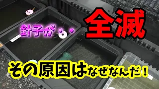 針子が全滅しました( ；∀；)ショックですが原因を考えてみます！