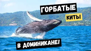 ГОРБАТЫЕ КИТЫ В ДОМИНИКАНЕ 🇩🇴 I ЭКСКУРСИИ САМАНА 🌴 ДОМИНИКАНА I В ПОИСКАХ ГОРБАТЫХ КИТОВ 🌊