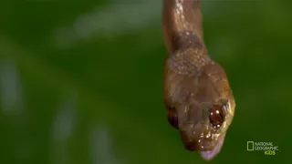 Удивительные животные: Стеклянная лягушка