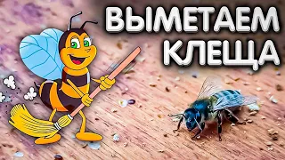 ВЫМЕТАЕМ клеща ВАРРОА из ульев.