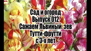 Сад и огород Выпуск 012 Сажаем Львиный зев Тутти фрутти с 3 х лет