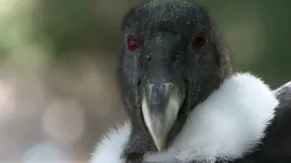 Ayni, l'oddysée du condor