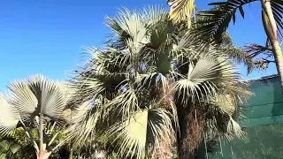 Comparing Bismarkia Nobilis and the Sonoran Blue Palm, Brahea Clara
