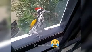 Woodpecker gone mad 😂 | Funny Animal Videos | Funniest Animals