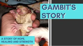 Gambit’s Story | freak accident | sugar glider