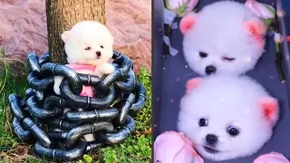 Tik Tok Chó Phốc Sóc Mini - Funny and Cute Pomeranian Videos  😍#8