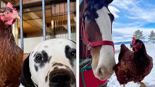 Chicken Becomes Friends With Other Farm Animals