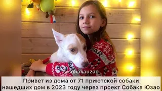 Новогодний 🎄🎅🎊🍾🥂Привет из дома от 71 собаки нашедшей дом в 2023 году. Проект Собака Юзао.