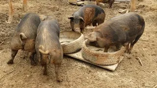 Simple piglet corral. Briefing #14