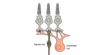 4.1 Center–Surround Receptive Field