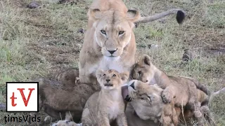 Adorable litter of NINE baby lion cubs climbing all over their mothers - Masai Mara, Kenya