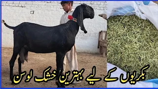 Alfalfa Hay Available//Alfalfa Hay in Pakistan A Plus Quality Alfalfa Hay