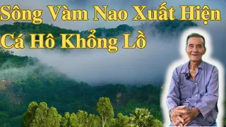 Sông Vàm Nao Xuất Hiện Cá Hô Khổng Lồ | Ông Út An Giang