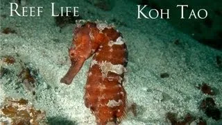 Reef LIfe - The HD Underwater Video from Koh Tao, Gulf of Thailand