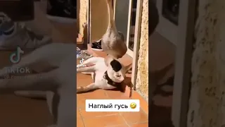 наглый гусь