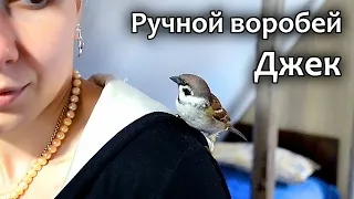 Послушный ручной воробей / Obedient tame sparrow