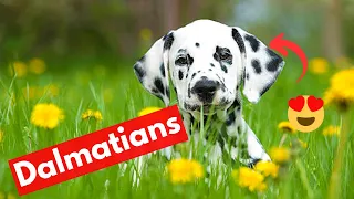 Dalmatian Dog Breed Facts and Personality | Should you get this Dog Breed?