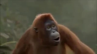 De dansende aap
