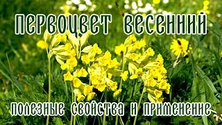 Первоцвет весенний: полезные свойства и применение