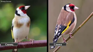 Goldfinch life - Birds of Russia - Movie 50 (Carduelis carduelis)